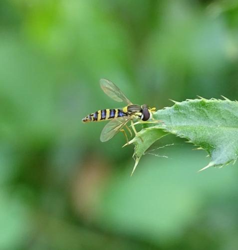 Sphaerophoria sp.